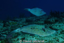 A pair of Scrawled FileFish keep an eye on me while maint... by David Gilchrist 